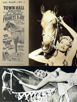  Frances DuBay &amp; her Educated Stallion Photo compilation featuring a newspaper promo ad for her appearance at the ‘TOWN HALL Burlesque’; a theatre owned by infamous (by then, retired) showgirl: Rose La Rose.. LADIES Bring Your Husbands! 