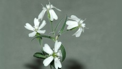 freckles04:  8bitfuture:  30,000 year old flower revived. Scientists have resurrected a flower from plant tissues found frozen in Siberian permafrost, thought to be 30,000-32,000 years old. The new Silene stenophylla is healthy and fertile, and producing
