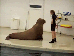 flatabsandthighgaps:  loveislikepaint:  rachelzaney:  I WOULD WORK OUT EVERY DAY IF MY WORK OUT PARTNER WAS A WALRUS  Omfg that walrus is doing sittups. Omfg  Why can he do every exercise better than I can though that’s the real question 