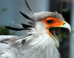borgiabutts:   The Secretary bird; a bird of prey unique to the savannah of sub-saharan Africa.  angelina jolie