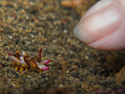octomedic:  sonorensis:  Flamboyant Cuttlefish  (Thanks, Val, for pointing this out. It’s so cuuuute!)  IT&rsquo;S. SO. TINY.