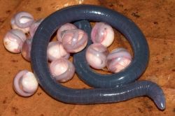 allcreatures:  allcreatures: Won’t Lose Her Marbles.  Photograph courtesy S.D. Biju. A previously unknown caecilian from India watches over her clutch of eggs in the lab of University of Delhi amphibian biologist Sathyabhama Das Biju.  Biju and his