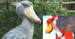  Fun fact: The Loftwings in The Legend of Zelda: Skyward Sword are based off of an actual bird called the Shoebill Crane.  I KNEW THIS. When the Skyward Sword trailer came out I went babbling to everyone &ldquo;omg, shoebills! Shoebills in Zelda!&rdquo;