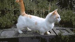 casatoo:  kaddie:  its a munchkin kitty!! my friend used to have one of these  PREESHUS BABOO 