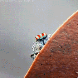 owls-love-tea:Can we all just appreciate this fancy spider