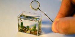 drillbot:  verticalvest:  mydotsocial:  Master of Miniatures Makes Smallest Aquarium with Live Fish! Living in the Siberian city of Omsk, Russia, Anatoly Konenko is a master of miniatures. His tiny artworks are well known all over the world and he’s