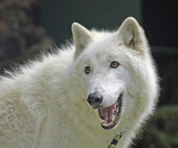 sdzoo:  Kenai, The Arctic Wolf by auntie rain on Flickr. Our arctic wolf ambassador, Kenai, can be seen in our Backstage Pass program. He likes to howl along with guests. 