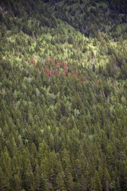 glared:  The small red area/ red trees are Japanese pine beetle damage. It is largely believed that temperatures down to −30°C to −40°C for at least several days, or at least twelve hours of −40 or lower, kills most mountain pine beetles.  