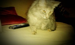 my kitty cat, Chunky (: