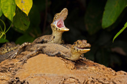 twelve-countries:  During the time I spent at Lago Huitoto in the Amazon Basin of Madre de Dios, Peru, an oxbow lake formed by the flood od the Rio Madre de Dios, I always encountered abundant wildlife. These three baby black caimans (Caiman niger) were