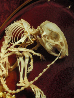 ancient-serpent:  Articulated rat skeleton 