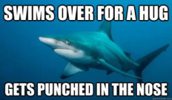 feistymuffin:  windmillzp:  pleatedjeans:  misunderstood shark  NO ONES KNOWS WHAT IT’S LIKE TO BE ANYONE BUT THEMSELVES  GASHUNK 
