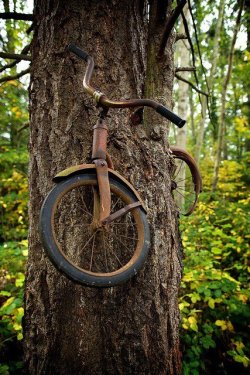 anti-alles-fuer-immer:  saltykisses: A boy left his bike chained to a tree when he went away to war in 1914. He never returned, leaving the tree no choice but to grow around the bike. Photographer Unknown     