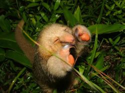 hannahluella:  Oh hello there little pymgy/silky anteater. Aren’t you just FRIGGIN’ ADORABLE!!?!  HOW HAPPY &lt;3
