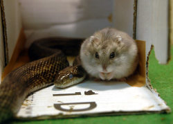 within-neverland:  funkysafari:  A rodent-eating snake and a hamster have developed an unusual bond at a zoo in Tokyo, Japan. Their relationship began when zookeepers presented the hamster to the snake as a meal. However, the rat snake (named Aochan)
