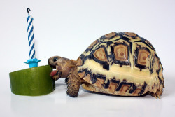 petsatbirthdays:  HAPPY BIRTHDAY, MORRIS!  Morris is an excellent name for a tortoise.