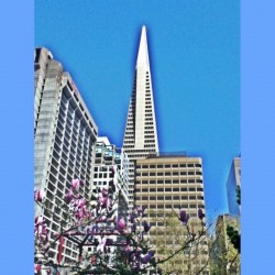 Transamerica Pyramid view from Chinatown #hdr #sanfrancisco #skyscraper (Taken with instagram)