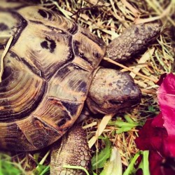 Giorgio si è svegliato #igerspadova #polworld #italy #igersveneto #turtle#padua  (Scattata con instagram)