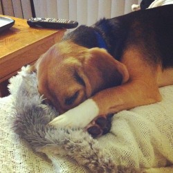 He wasn&rsquo;t feeling being woken up&hellip;can u tell?? Lol🐶 #puppy #dog #pet #beagle #sleep (Taken with instagram)