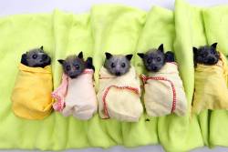 batsonthebrain:  jurassicapark:  folkthepainaway:  beckhey:  Baby Bats Aren’t They Cute? I’ve found the small version of this picture on 9GAG and after that i started to search this picture immediately…And fortunately i found it  AHHHH PRECIOUS
