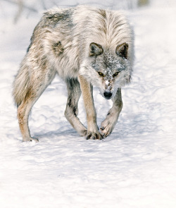 d4rk-w0lf:  Arch Wolf by -Rene B- on Flickr. 