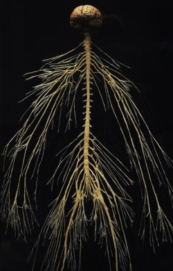 The central and peripheral nervous system of a plastinated cadaver.