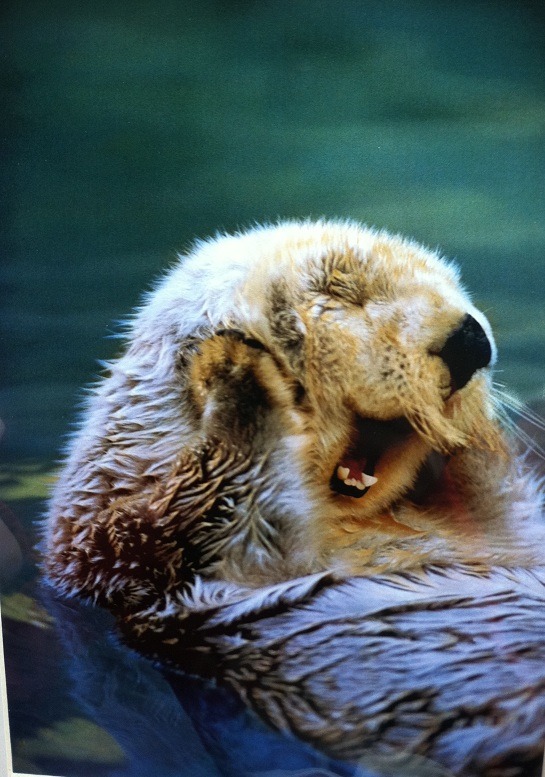 Adorable beaver playing