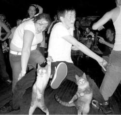 crazycity:  mosh pit cats 