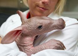 ruineshumaines:  Busch Gardens welcomed its newest resident earlier this week: an adorable Aardvark born Monday, March 26. The healthy baby weighs about 4.8 pounds and is expected to grow to more than 120 lbs. within its first year. It is currently living
