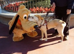  A guide dog meeting Pluto at Disneyland. 