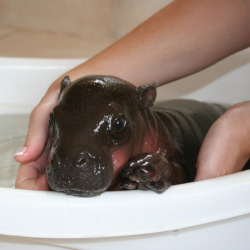 not-the-hero-type:  yanagoya:  shinkisrule:  des-etoiles:  baby hippo baby hippo baby hippo!  WE INTERRUPT THIS NERD BLOG FOR A BABY HIPPO. YOU MAY NOW GO BACK TO YOUR REGULARLY SCHEDULED FANGIRLING.  OH MAI GAWD  *note: this is a pygmy hippo. 