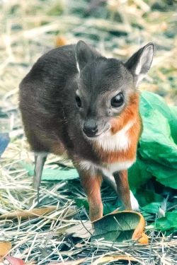  The Royal Antelope is the world’s smallest species of antelope, standing only 10-12 inches high as adults. This baby born February 23 at Tampa’s Lowry Park Zoo 