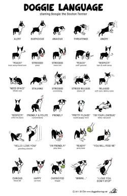 pleatedjeans:  Doggie Drawings 