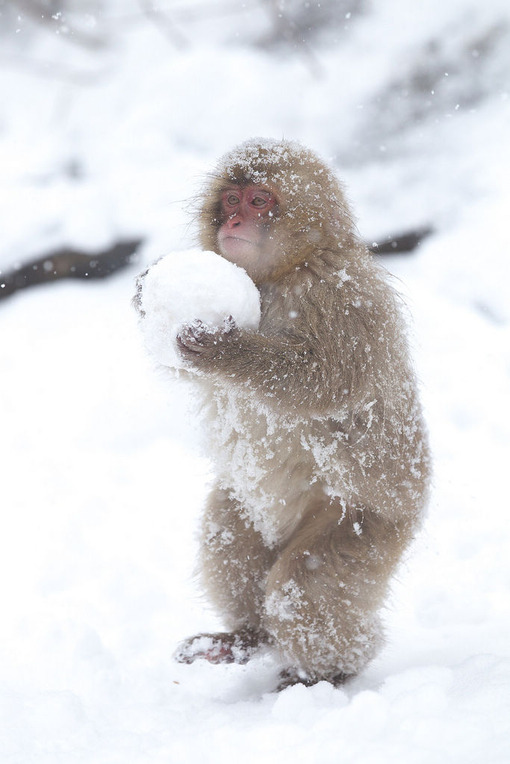 Snow monkeys jigokudani