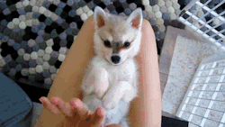 insertspookypun:  alyssaaraee:  EVERYONE STOP AND REALIZE !! THIS IS A BABY FOX!!!  but what does it say 