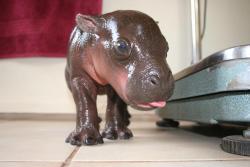 onearth:  Breaking:  Ridiculously Cute Baby Pygmy Hippo Takes Bath, Bites Nose, Makes You Squeel A very important mental health eco-porn break. 