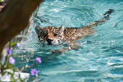 mistymild:  pandoricc:  whip-l4shed:  splashingfaith:  pos-eidon:  giann-i:  pos-eidon:  alaea:  moonpatch:  this picture is so pretty   this leopard is beautiful, and the water is so clear ahh  OMG I WANT ONE!!!  i wish i was a leopard :(  I STILL WANT