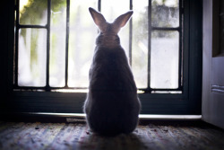 dailybunny:  Bunny Waits for the Mailman to Deliver the Treats He Ordered Thanks, Sarah! 