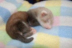 funnywildlife:  One day old baby ferret!!   my baby &lt;3