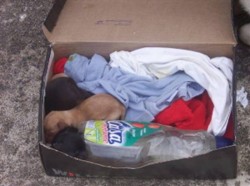  When a group of dog rescuers arrived at the market to show the dogs available for adoption, somebody had left 12 puppies on the street – 8 of them were approximately 5 weeks old. In shock, the rescuers didn’t know what to do. The group had recently