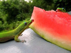 magicalnaturetour:  Ready for summer geckos via CuteOverload :) 