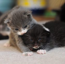 thedalekmaster:  apiphile:  moniquill:  [A gray and white kitten in the earliest stages of slowly devouring a black and white kitten, starting with the succulent brains, while the latter cries plaintively, unable to escape its terrible fate.]  Best descri