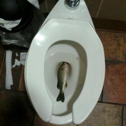 letsslayagain:  0mikohakodate:   zenbab:  somebody left a whole fish in the toilet at mcdonald’s  this is the second post i’ve seen about finding a whole fish in a mcdonald’s bathroom, and they were clearly two different fish what the fuck is going