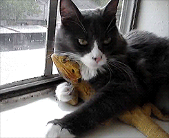 death-by-lulz:When confronted with a cuddly cat, the lizard simply continues to lizard.