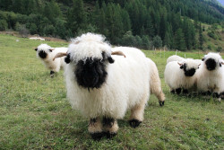 herthen:  sheepandlamb:  AHHH!  They’re so cute!!!  :D (They’re Valais Blacknose Sheep from Switzerland.)  redniels’ flickr 