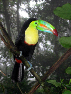 magicalnaturetour:  Tucan, Costa Rica Rainforest by moonjazz on Flickr. :)  I think tumblr wants me to get off my ass and start drawing Tookie again. Because it keeps showing me toucans.