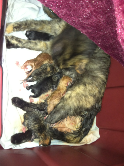 My baby finally had her babies!! She had 6 in total&hellip;so far lol:) Hopefully she&rsquo;s finished for the night!