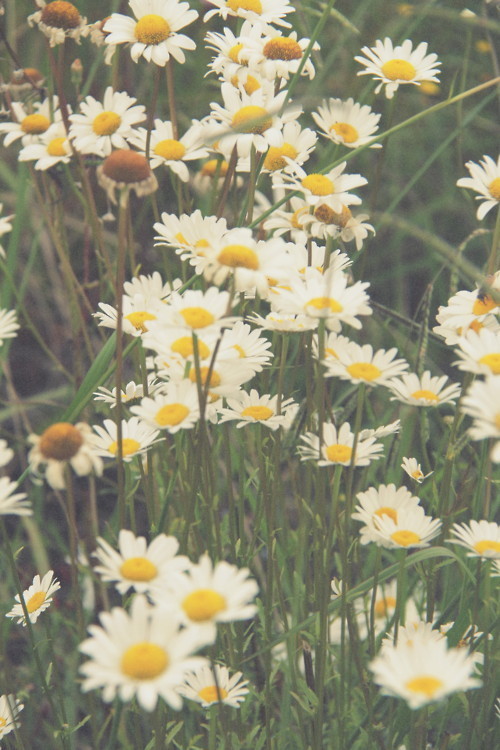 yellow and white flower | Tumblr