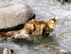anykittybutone:  Typologies: Norwegian Forest Cat  I have one of these! Her name is Marble, and she runs into walls. She also has troubles with going around corners, and wood floors. She&rsquo;s a special cat. We love her very much.