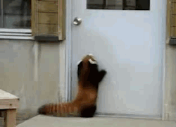 flatteringwithdelicacy:  earthquakedream:  thefarsideofhaven:  HOMG. I can’t. So. Adorable.  RED PANDA JUST WANTS TO BE LET IN.  I LOVE RED PANDAS  
